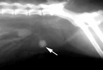公猫排尿困难？可能是“膀胱结石”在作怪…