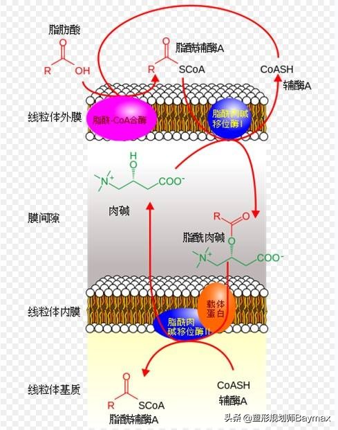 几个常见的减脂误区你踩雷了吗,哪些减肥神器是智商税