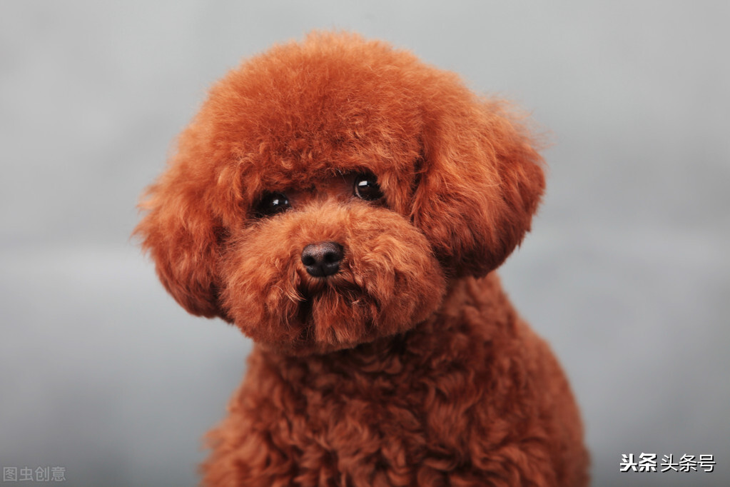 狗狗怎么挑选才是最好的,怎么挑选健康的狗狗幼崽