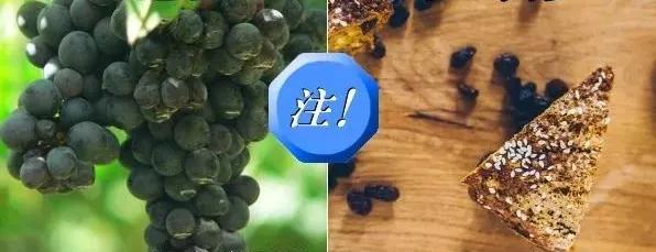 对猫有毒的植物气味也不能闻吗,对猫有毒的食物