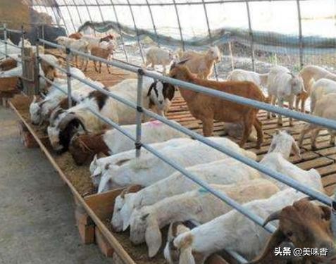 养羊的知识和方法技术,养羊人必须知道的养羊技术