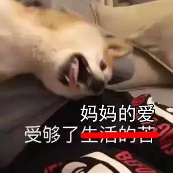 福懋宠物医院驱虫,福懋宠物医院母狗绝育