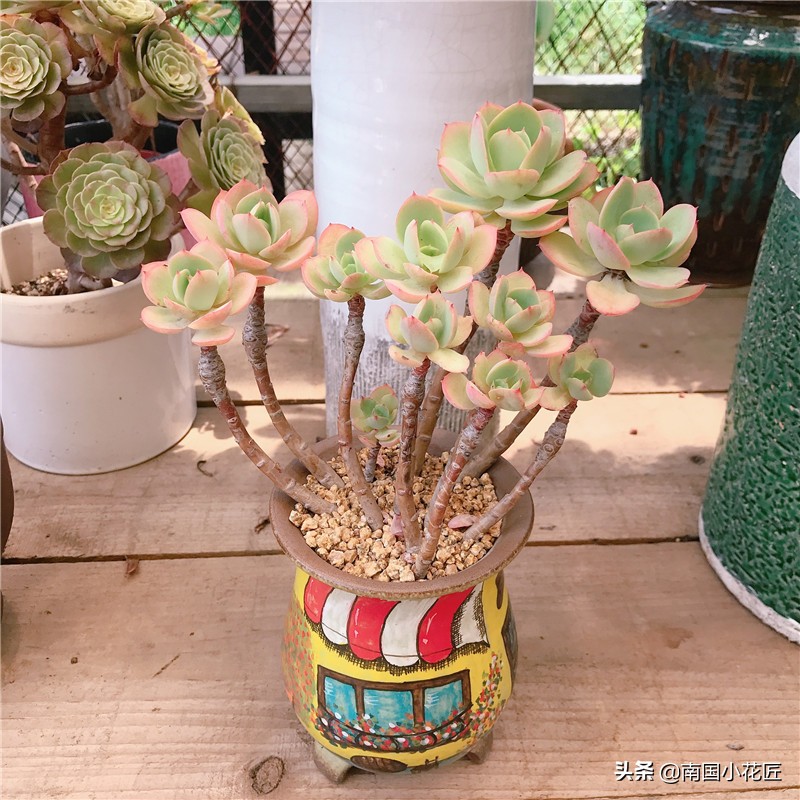 达人养多肉：2000块的肉肉，养了6年，这是“韩版”多肉