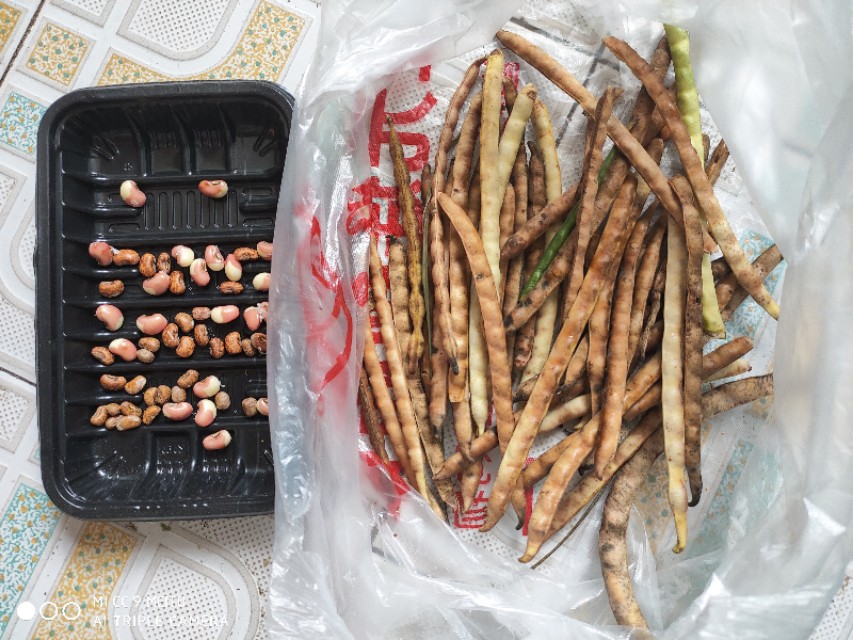 二伏三伏天的豇豆最鲜美,摘一把就能熬锅好粥,两碗不够还想喝吆
