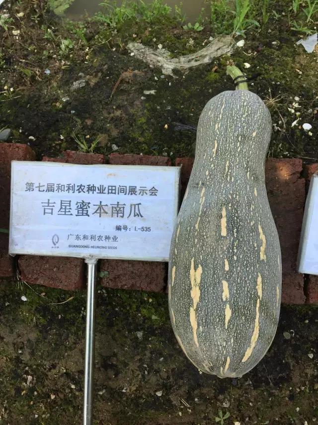 菜瓜的病害图片,南瓜常见病的管理和预防