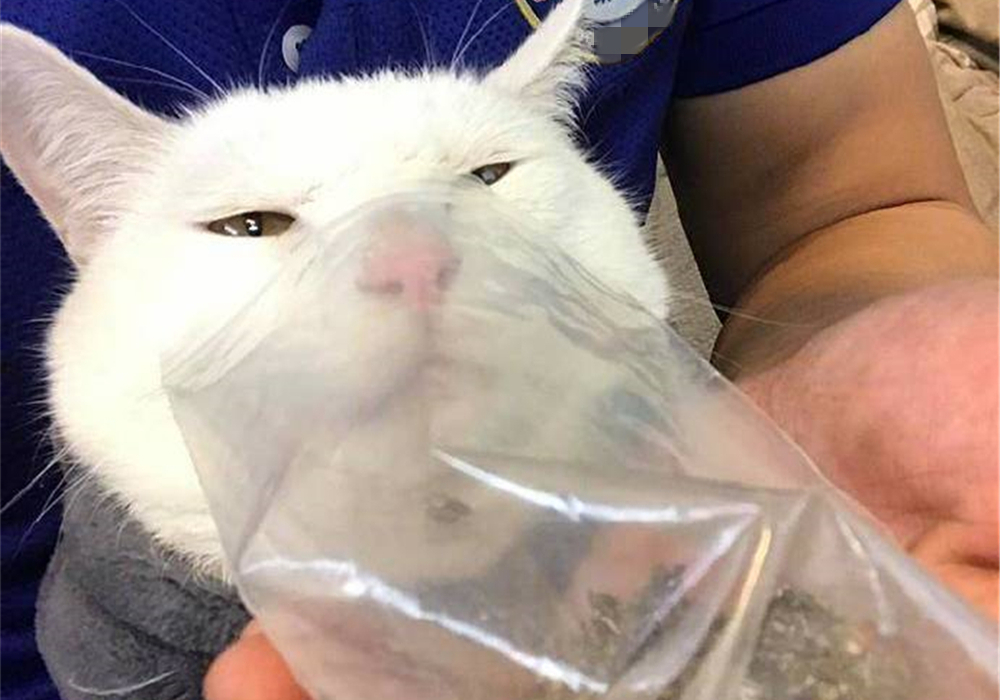 猫咪吸猫薄荷后性情大变,猫咪吸猫薄荷名场面