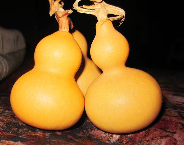 葫芦种阳台上怎么授粉,阳台上种小葫芦怎样架起来