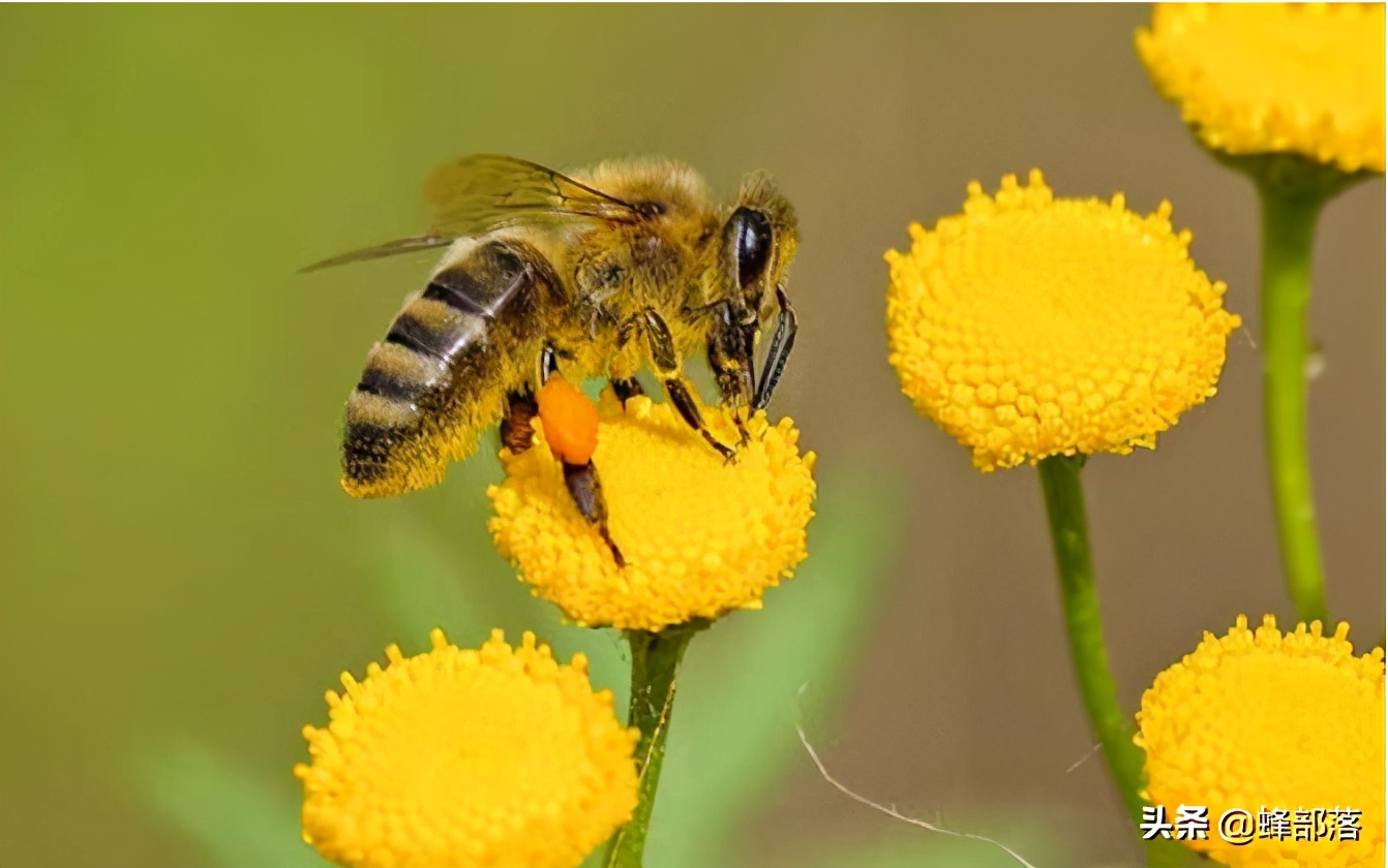 网上买只处女王，不断抓采集蜂来合并能养活吗？算一算就知道了