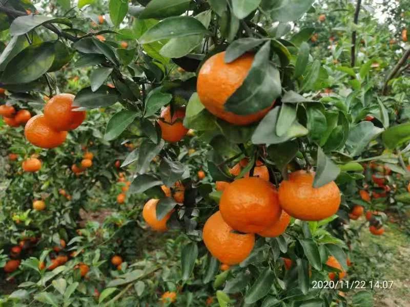 创业卖水果月入1万的方法,开一家水果店一年赚50万