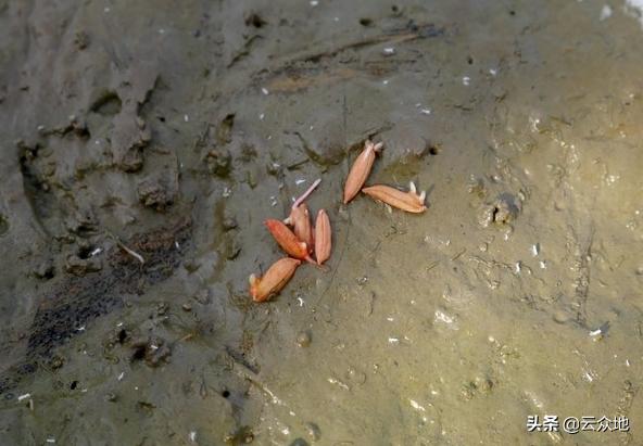 直播水稻怎么防鸟,早稻田直播怎么防鸟