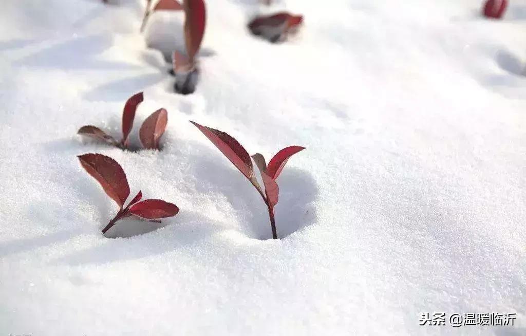 雪后的临沭小城，美得令人窒息