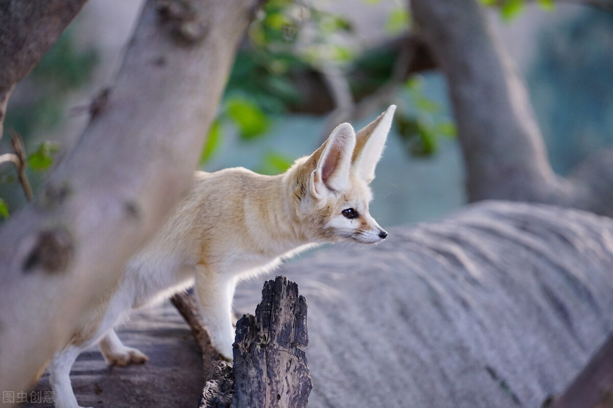翁婿大战电视剧,翁婿之争视频完整版