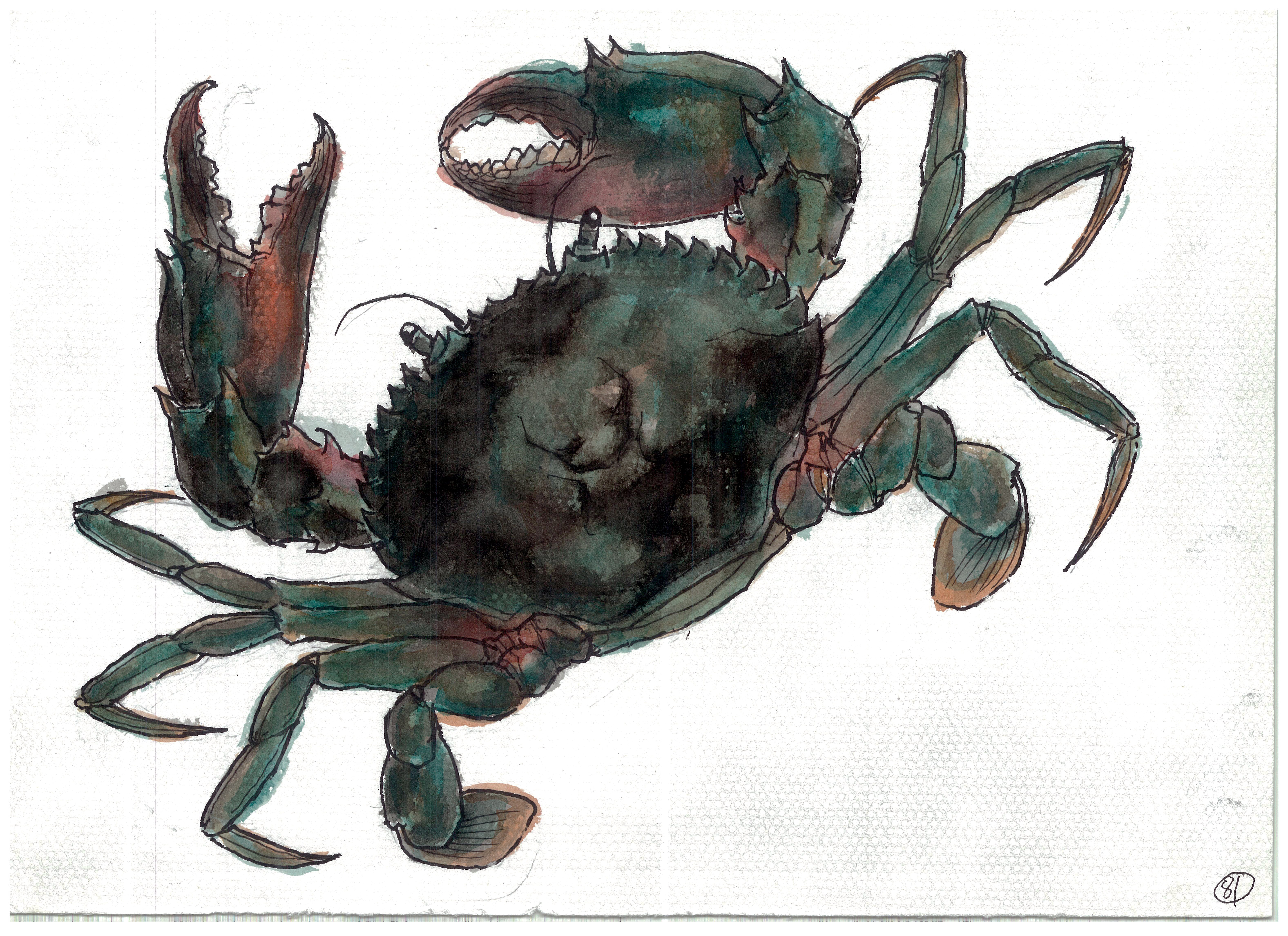 螃蟹的正确吃法煮螃蟹,螃蟹最有味道的吃法