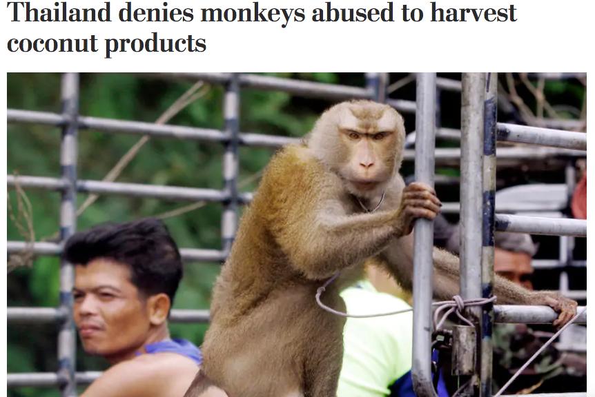 你爱吃的椰子,背后可能有一只泰国“打工猴”血汗故事