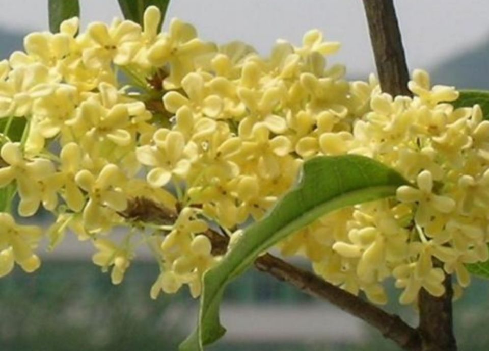 什么树是吉祥树,什么树寓意好又好养活