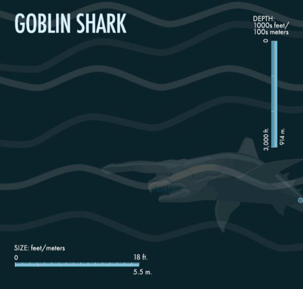 马里亚纳海沟68种不明生物,马里亚纳海沟的奇怪生物的图片