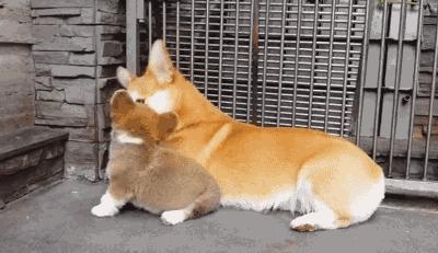 奶狗接回家怎么养,奶狗刚抱回家