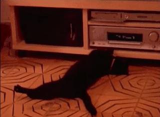 猫咪在床单上拉臭臭,猫咪上了厕所弄得家里很臭