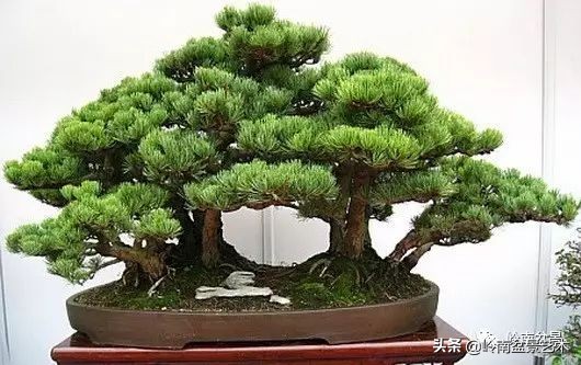 松树在水旱丛林盆景创作中的运用 (松树丛林盆景经典之作)