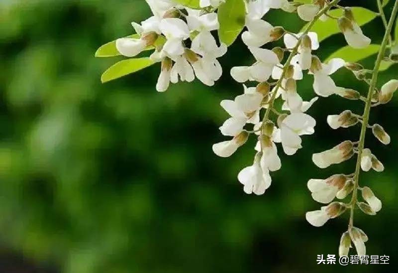 故事：新传奇，槐花雨，那就是娘可怜的泪呀