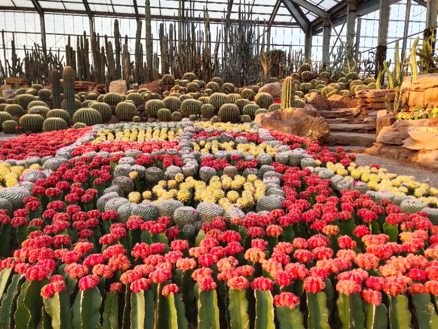 南通洲际绿博园春节免费吗,南通洲际绿博园有哪些免费项目