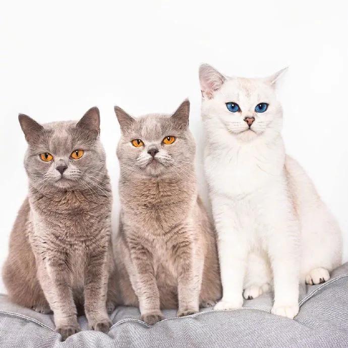 猫咪的眼睛好漂亮,猫咪的眼睛为什么又大又好看