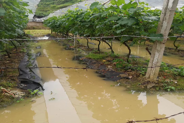 葡萄最怕浇什么水,葡萄快涝死了施肥有效吗