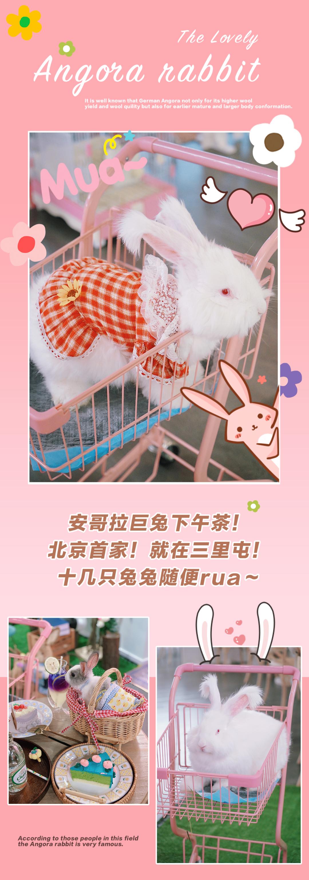 兔子馆三里屯,深圳三里屯兔子馆