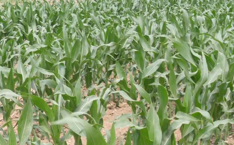 玉米高产控旺的最佳时间,打玉米控旺药上午打还是下午打好