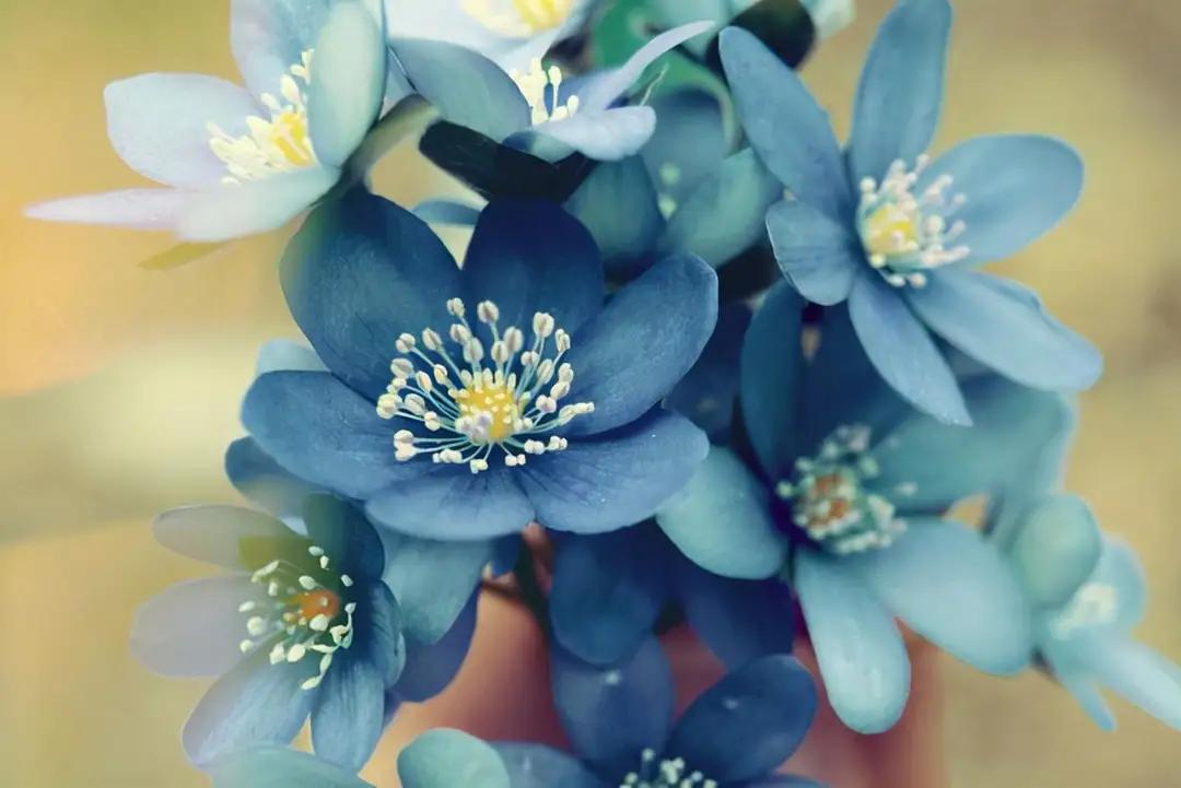 当枪声响起的那一刻没有赢家,枪声响起的时候谁都不是赢家