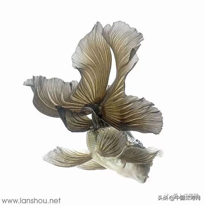 那些企图拿尾巴征服世界的金鱼们