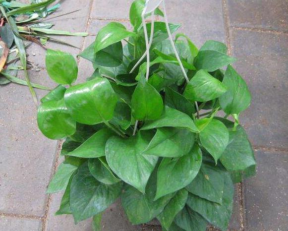 绿萝浇水加点它轻轻松松养爆盆,怎样才能让绿萝枝繁叶茂又绿又亮