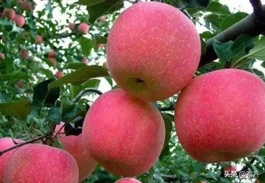 晚上吃苹果等于“自杀”？难道苹果会产生毒素？今天给大家说清楚
