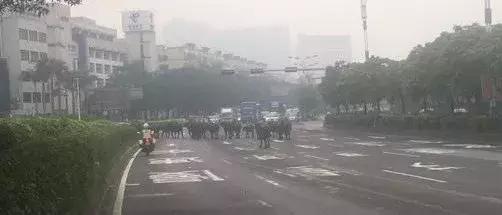 广州800斤水牛马路狂奔伤人,20多头水牛暴走视频
