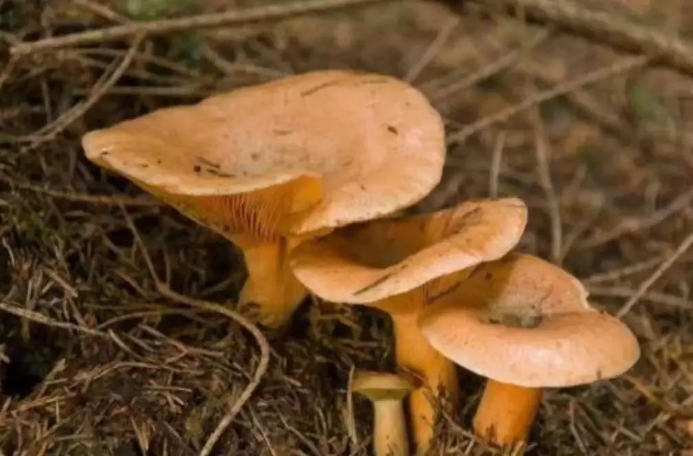 重上匡山拾枞树菇香噗噗大别山珍宝