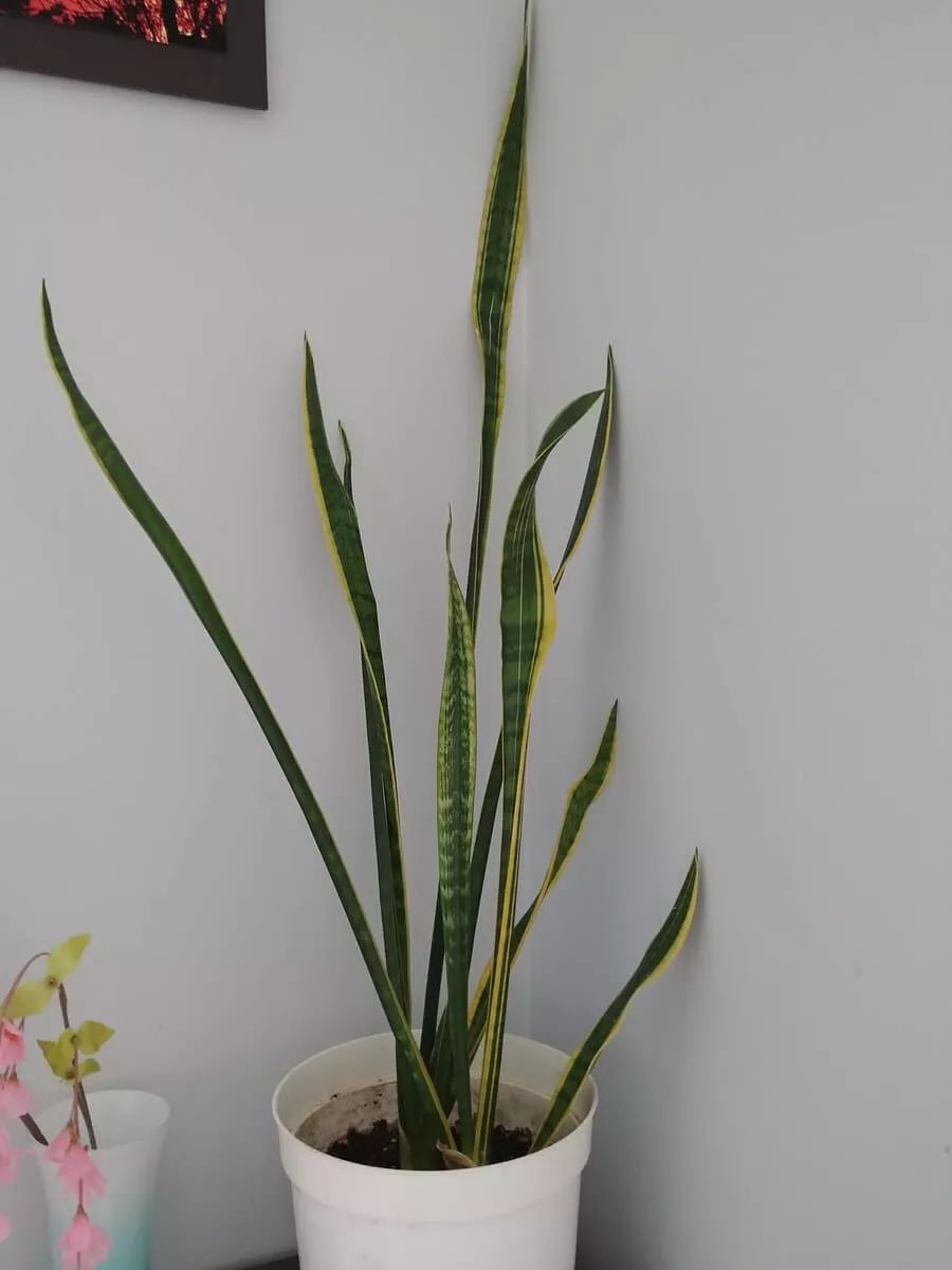 适合养室内净化空气的植物,室内养净化空气效果最好的植物