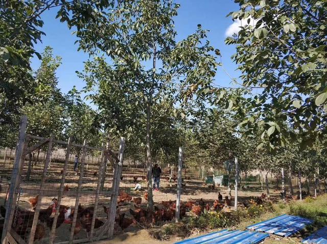 鸡保肝最好的药,鸡保肝护肝用什么药