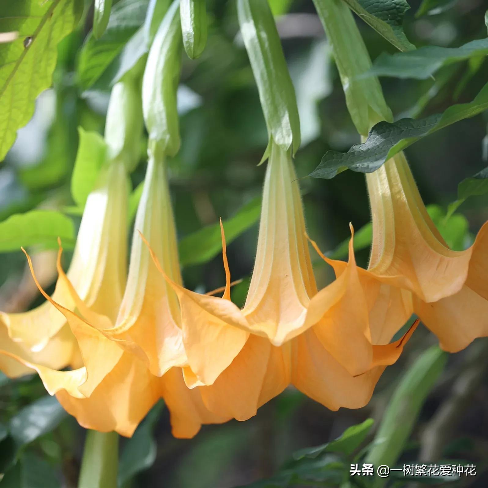 最毒的五种花不能在家里养,家里不能养的六种花会招来鬼