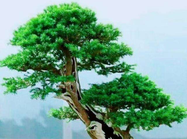 红豆杉盆景制作技巧视频,红豆杉盆景有什么造型