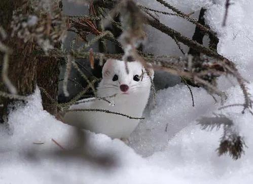 黄鼠狼是怎么攻击老鼠的,黄鼠狼怕什么怎么驱赶黄大仙