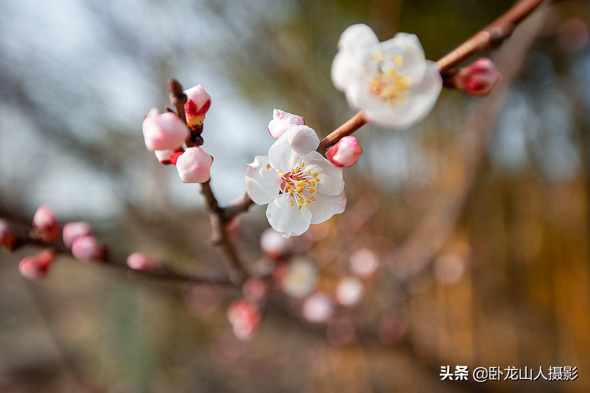 红花初绽雪花繁，重叠高低满小园。古诗配杏花