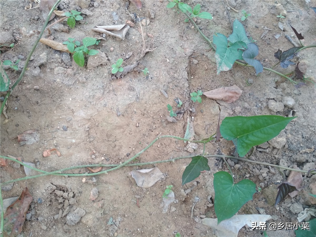 红薯藤怎么才能越采越多,红薯藤长了需要打枝吗