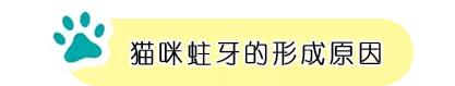猫咪长蛀牙了需要拔掉吗,猫有蛀牙怎么处理最好