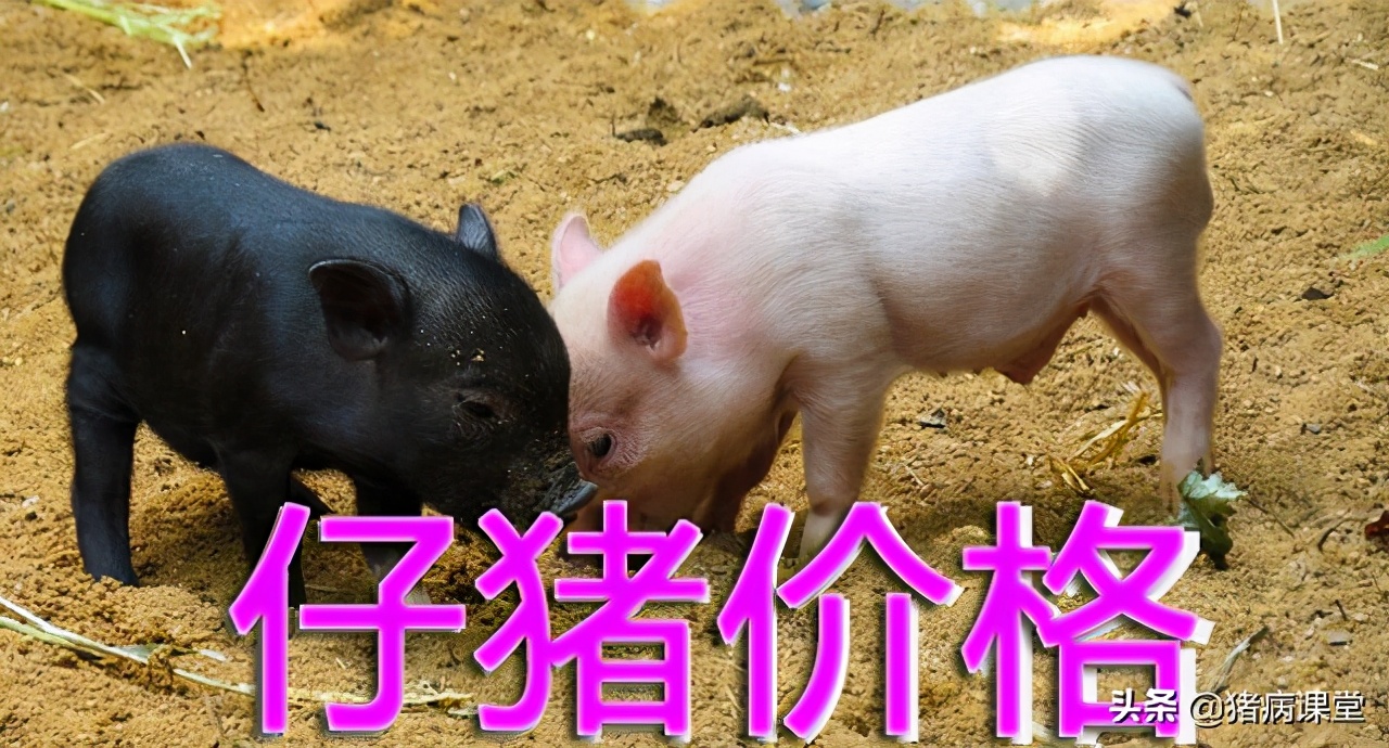 仔猪价格今日最新价格,仔猪今日价格全国猪价