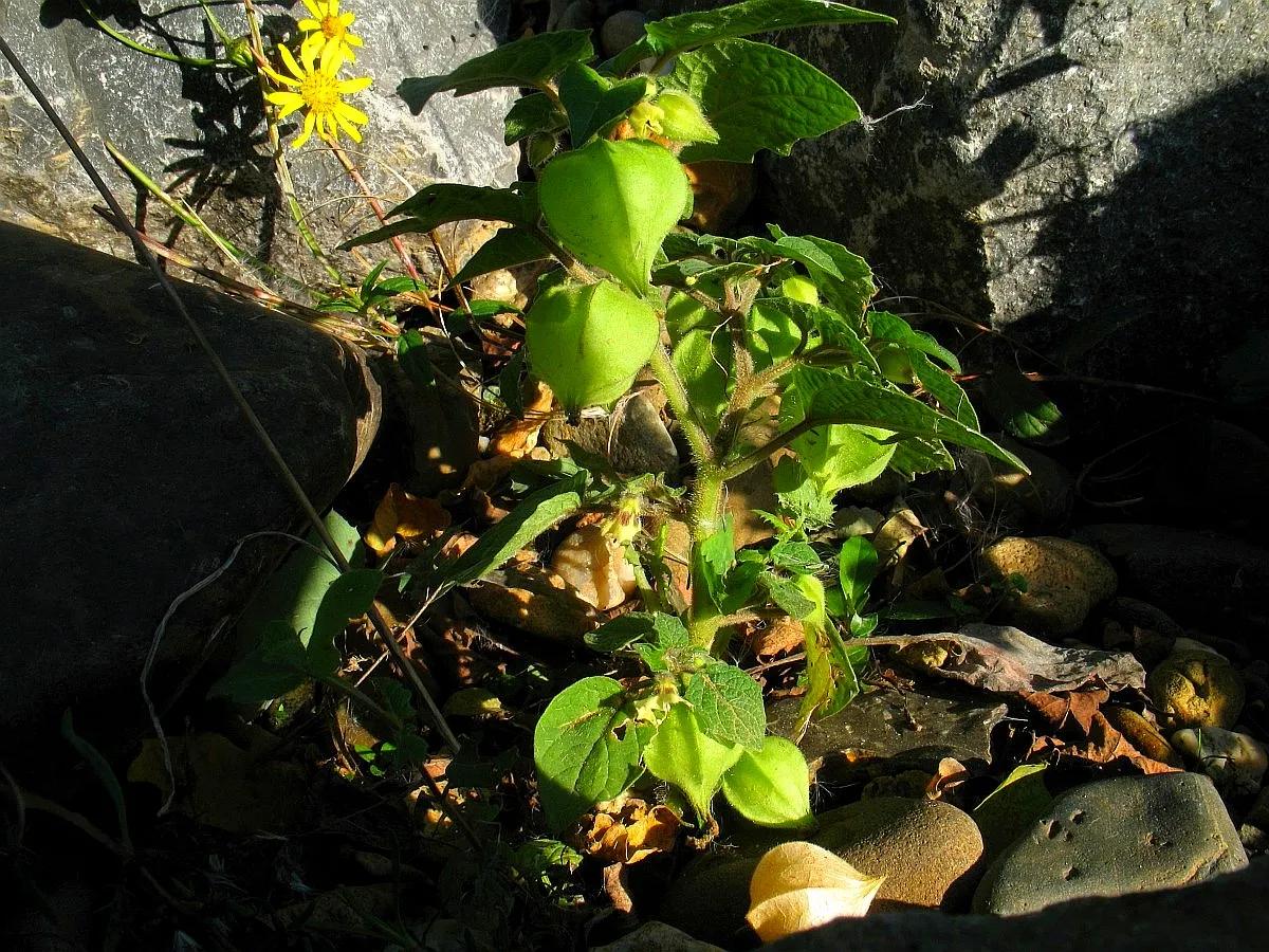 生物相册：姑娘还是菇茑？这水果，世界各地有39种