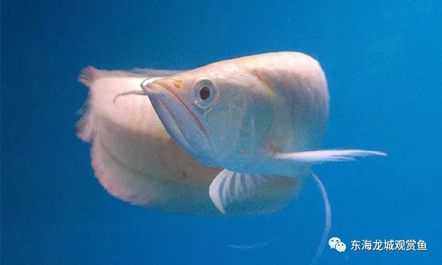 雪龙鱼白化品种,雪龙鱼白化银龙