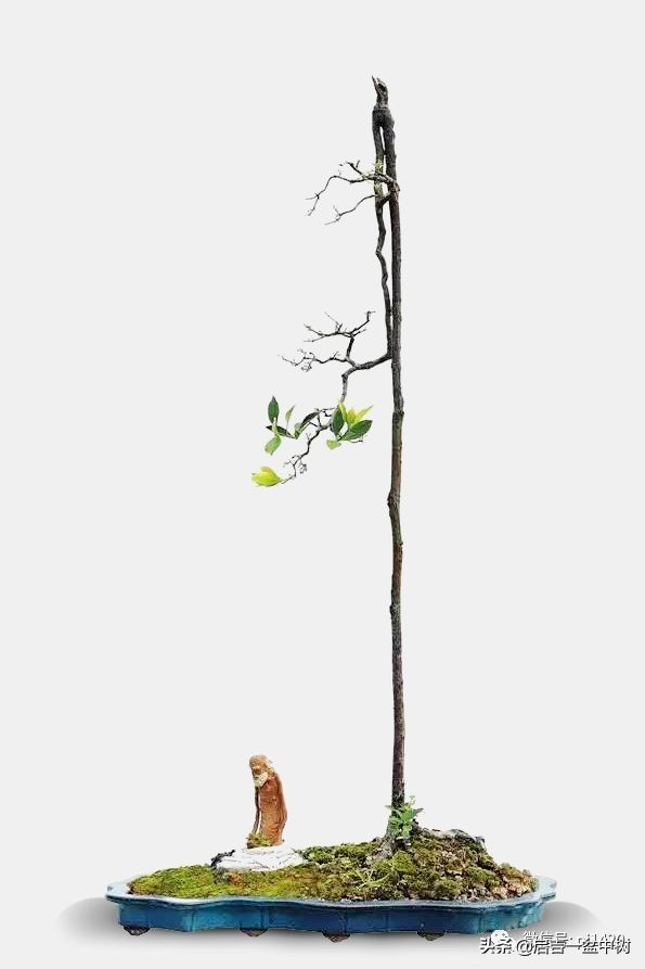 盆景跌价,盆景跌枝怎么解决