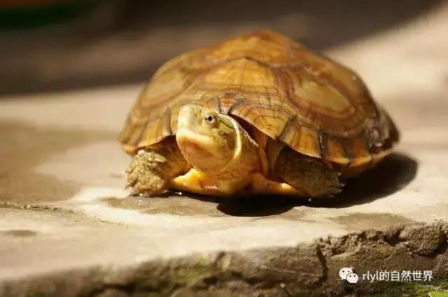 黄喉拟水龟注意事项,黄喉拟水龟种类区别