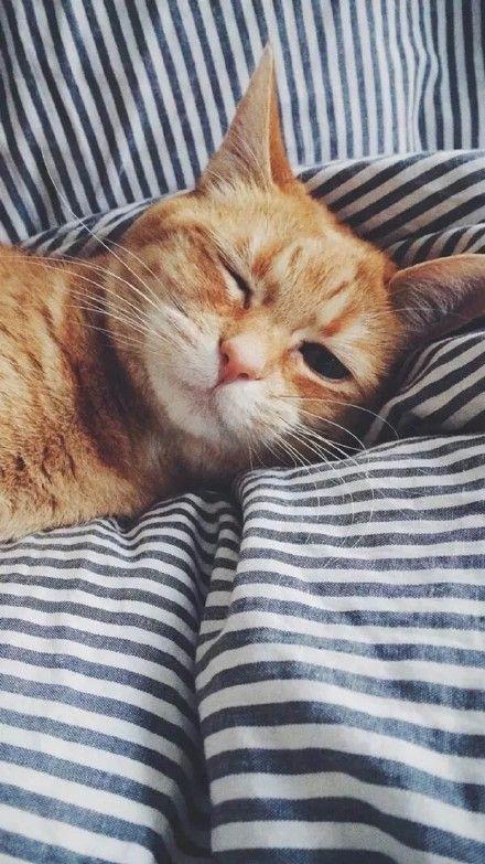 猫咪也比较懒,猫咪为什么白天睡觉晚哼唧