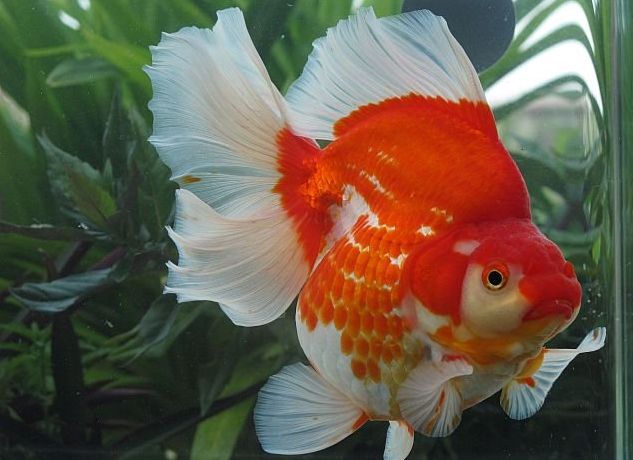 新手养金鱼品种首选,新手养金鱼什么品种好养